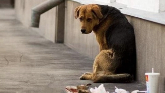 Рівненські ветеринари відловлювали безпритульних псів у громаді на Чернігівщині