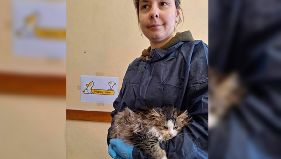 На Чернігівщині можна безкоштовно стерилізувати безпритульну тварину