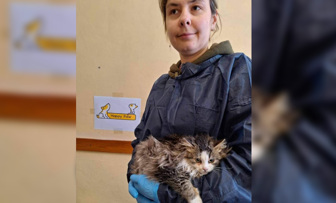На Чернігівщині можна безкоштовно стерилізувати безпритульну тварину