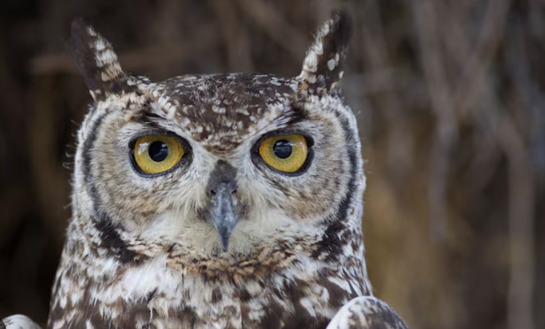 Сову, яку виплутали з антидронової сітки, годують курячими сердечками