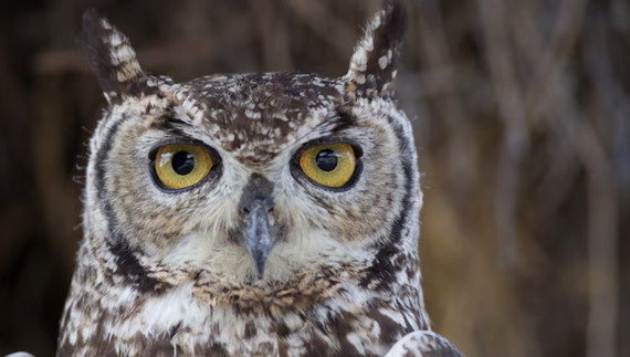Сову, яку виплутали з антидронової сітки, годують курячими сердечками