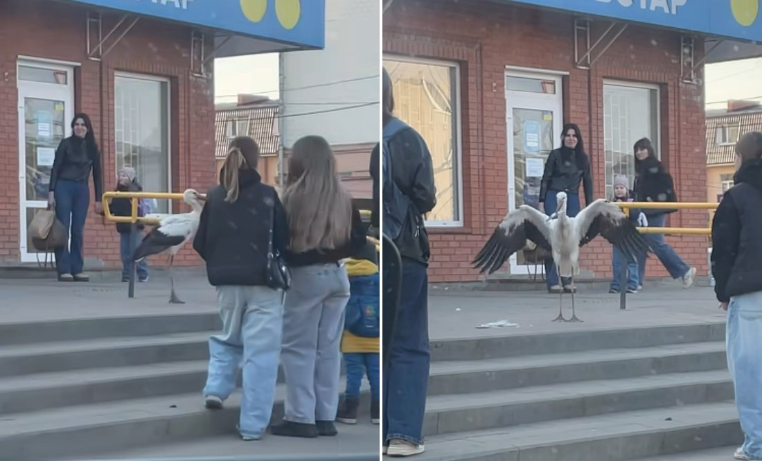 У Ніжині в центрі міста приземлився лелека. Їв рибу і перевіряв турнікети