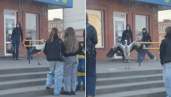 У Ніжині в центрі міста приземлився лелека. Їв рибу і перевіряв турнікети