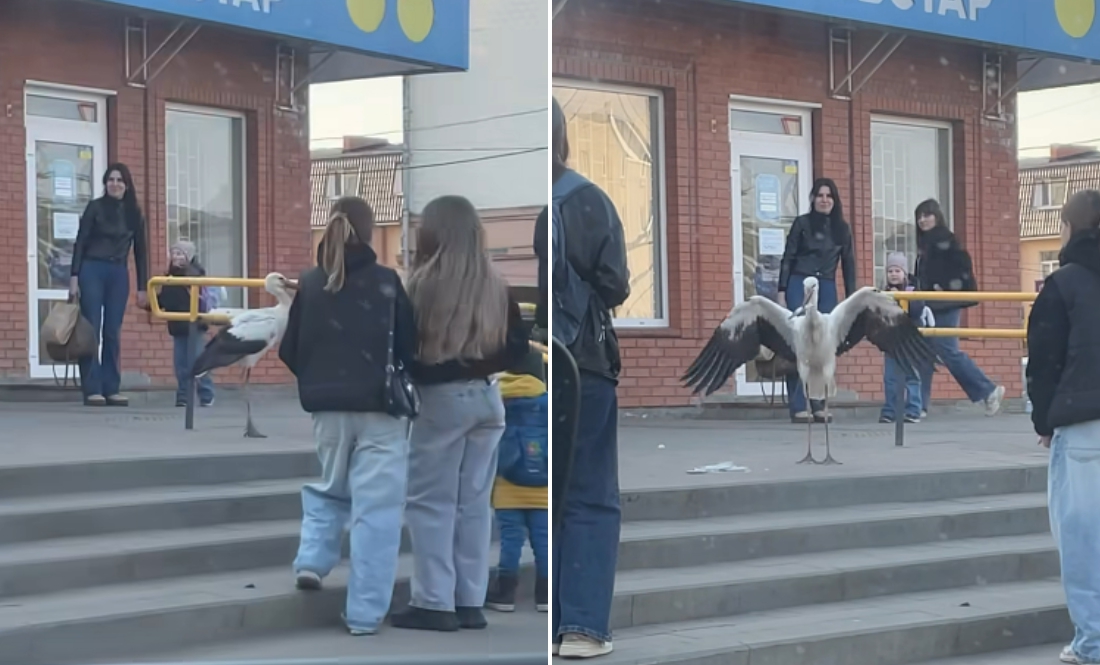 У Ніжині в центрі міста приземлився лелека. Їв рибу і перевіряв турнікети