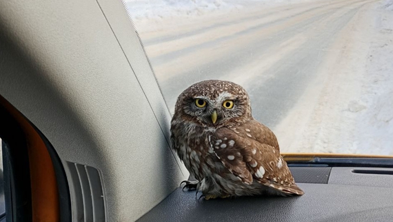 Газовики врятували сича поблизу Чернігова