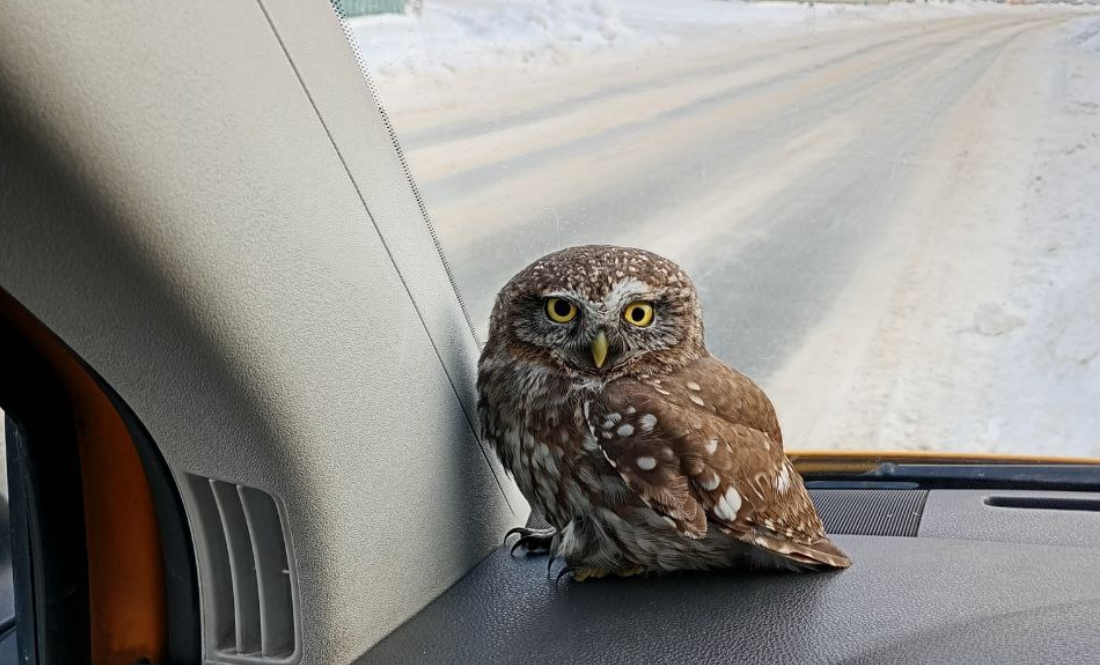 Газовики врятували сича поблизу Чернігова