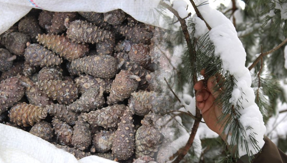 Лісівники Чернігівщини збирають шишки: для чого і хто лідирує