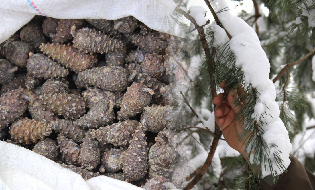 Лісівники Чернігівщини збирають шишки: для чого і хто лідирує