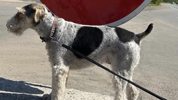 Службовий пес знайшов траву у 35-річного громадянина на виїзді з Чернігова