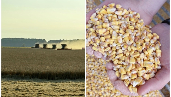 Що роблять із кукурудзою та зерном, яке не продали? Питали у аграріїв