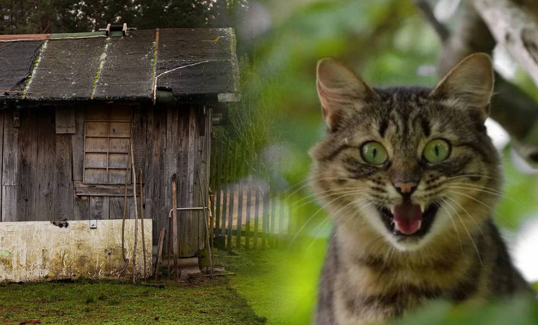 У селі на Чернігівщині котик укусив матір, доньку подряпав і помер у сараї