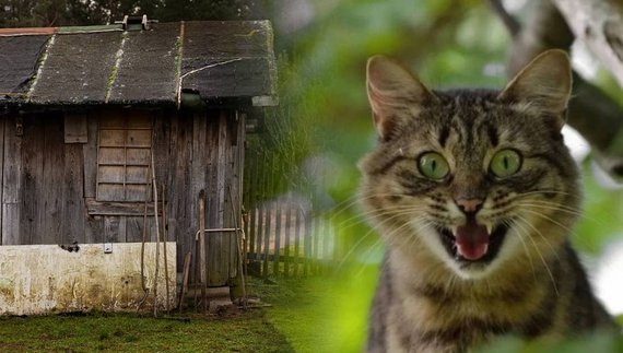 У селі на Чернігівщині котик укусив матір, доньку подряпав і помер у сараї