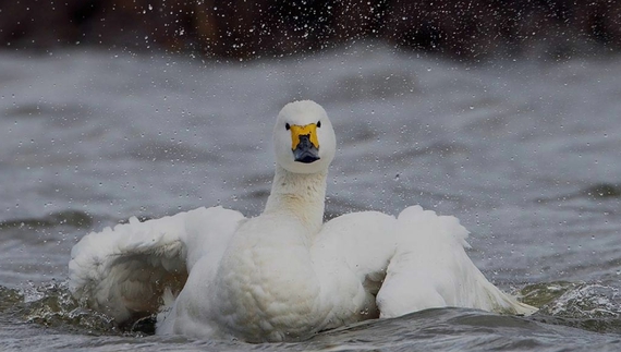 У селищі врятували молодого лебедя: що сталося і хто подбає про птаха