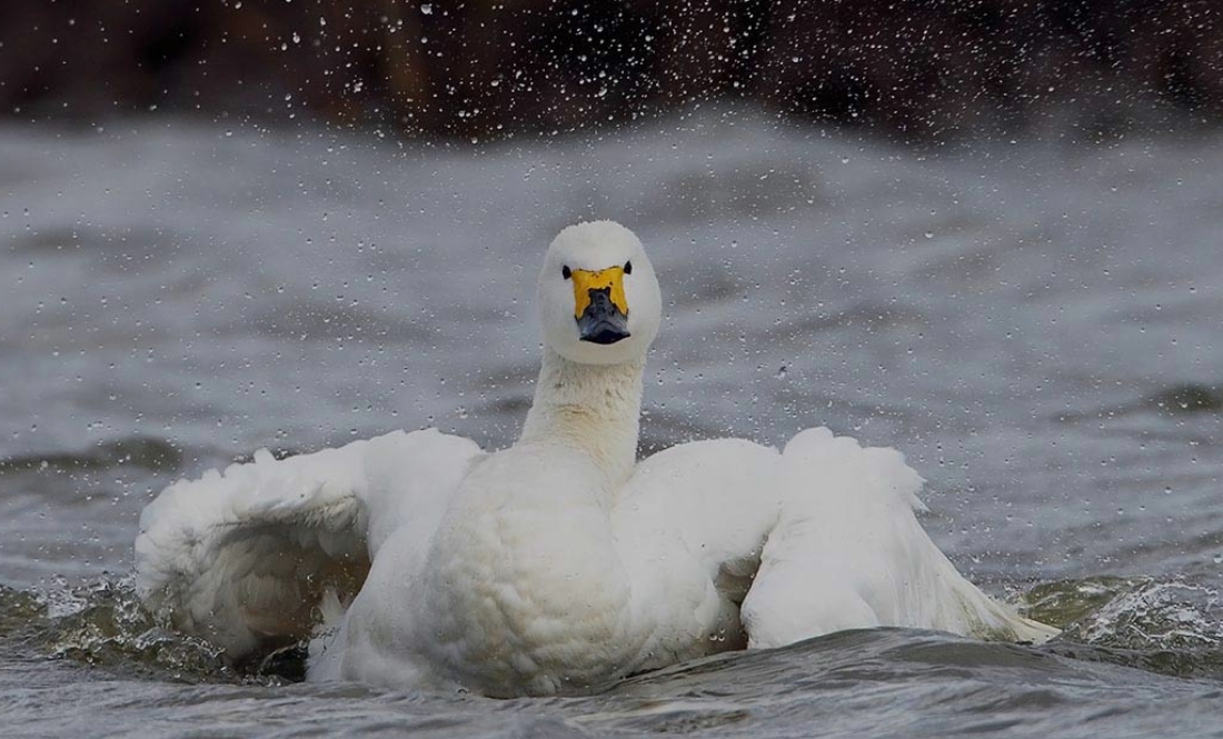 У селищі врятували молодого лебедя: що сталося і хто подбає про птаха