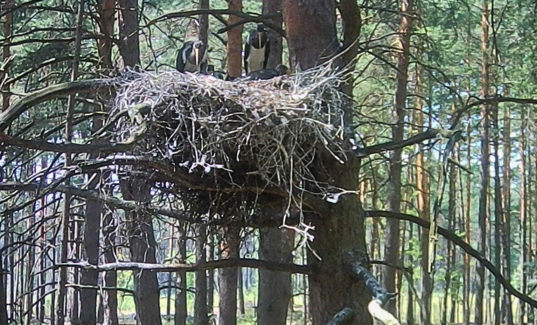 У парк «Міжрічинський» повернулася пара чорних лелек. Птахи відремонтували гніздо