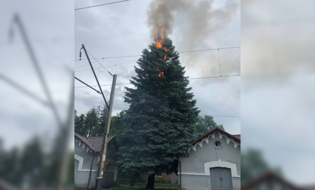 Кобижчанська ялинка пережила удар блискавки