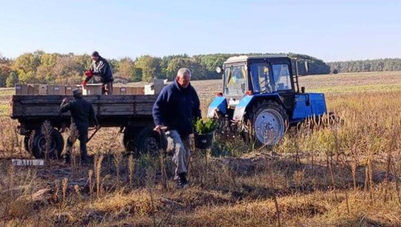 Чернігівщину озеленюють латвійськими ялинами та соснами