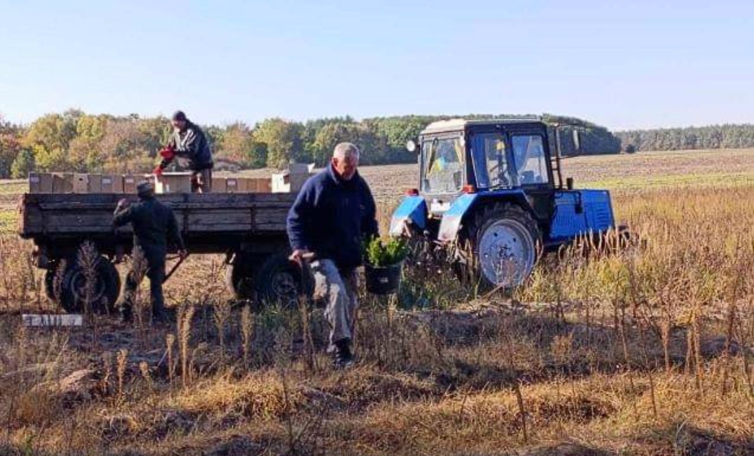 Чернігівщину озеленюють латвійськими ялинами та соснами