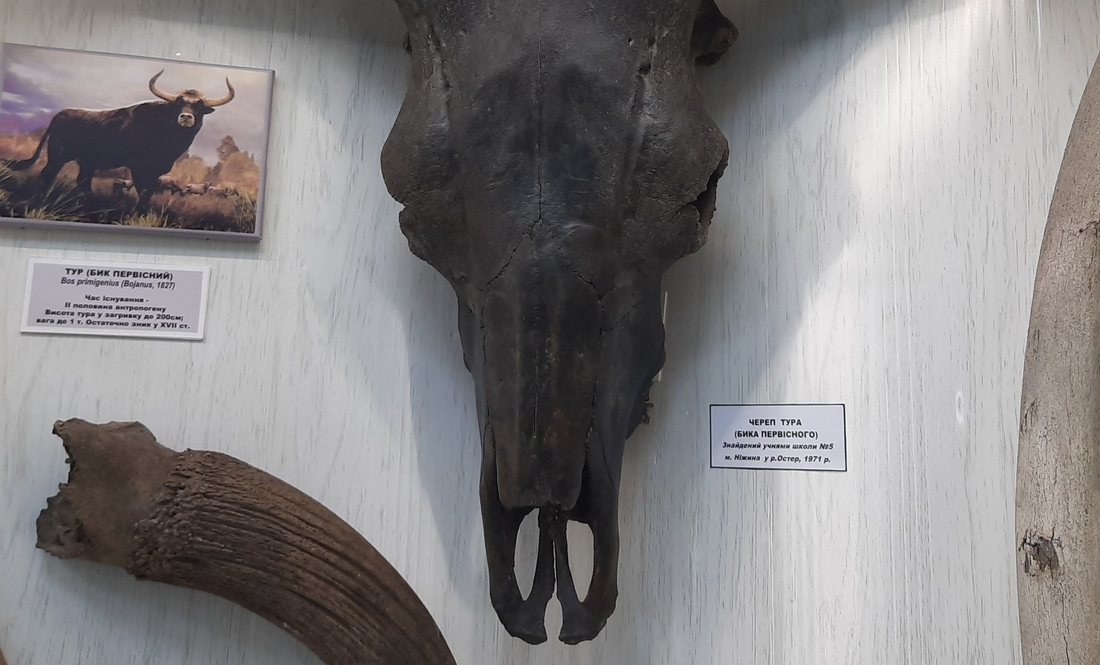 У Ніжинському музеї зберігають череп тура із русла Остра