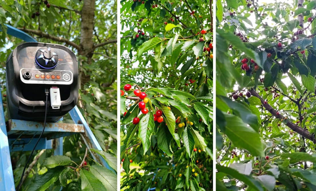Митець із Чернігівщини розповів, як врятувати черешню від шпаків