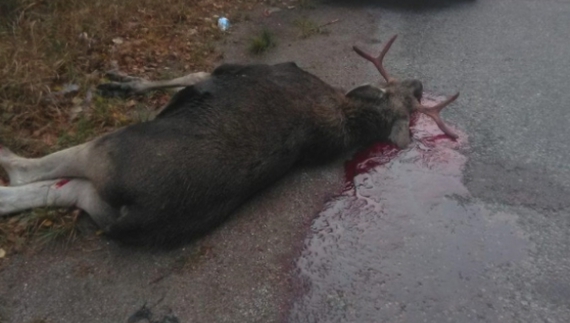 У квітні на Чернігівщині в ДТП загинули дикі козуля та лосиха