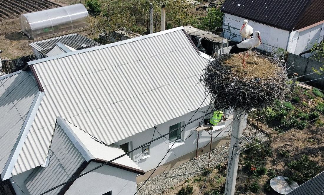 У Ягідному оселились лелеки