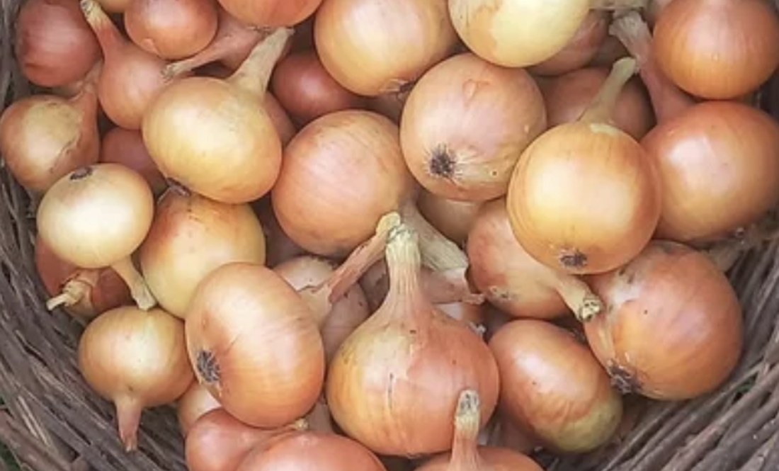 Продає цибулю: вродила з лишком