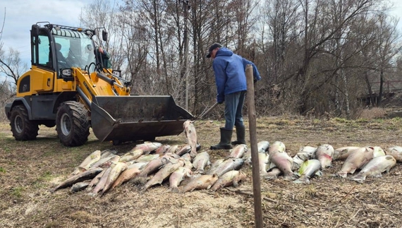 На Чернігівщині масово гине риба: що кажуть чиновники і мешканці
