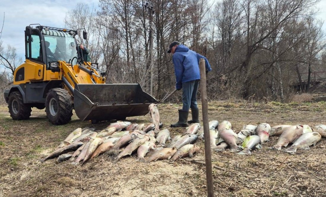 На Чернігівщині масово гине риба: що кажуть чиновники і мешканці