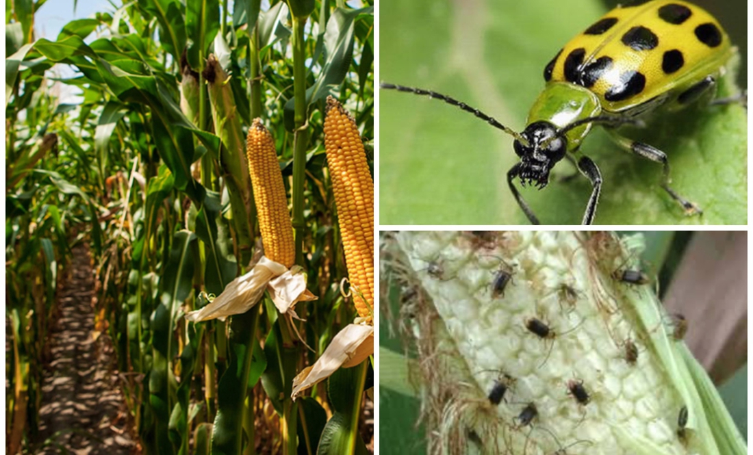 На полях Чернігівщини нова напасть — кукурудзяник