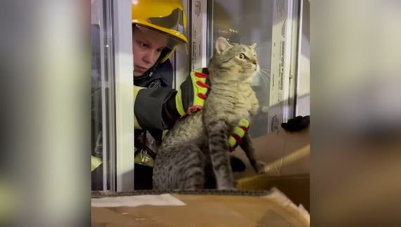 Чернігівські рятувальники визволили кішку з цокольного поверху книжкового магазину