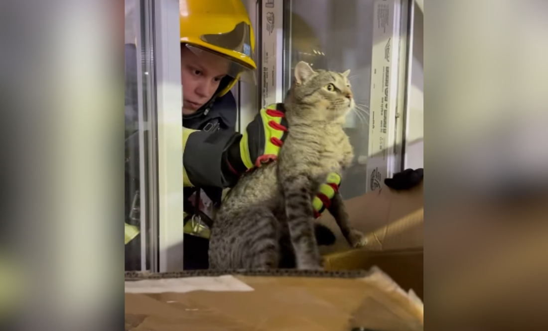 Чернігівські рятувальники визволили кішку з цокольного поверху книжкового магазину