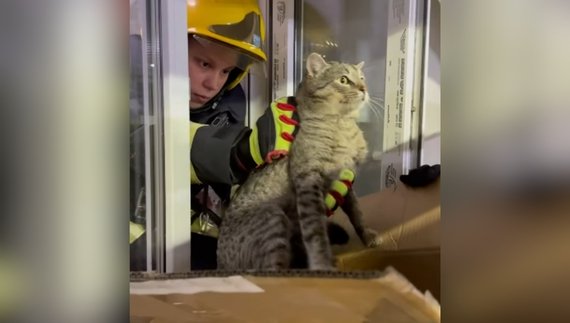 Чернігівські рятувальники визволили кішку з цокольного поверху книжкового магазину