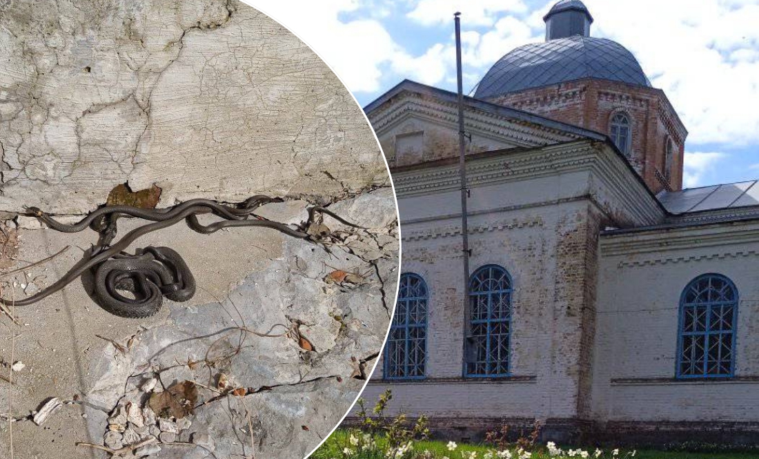 Під храмом-пам’яткою Різдва Пресвятої Богородиці, на Менщині, оселилися змії
