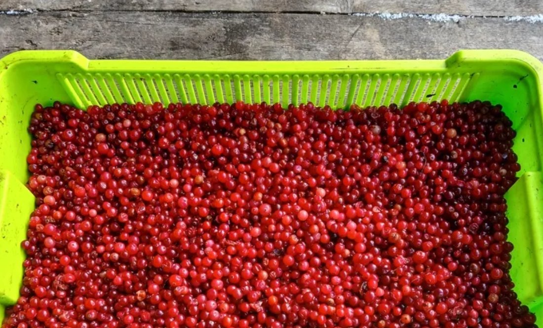 "У кого з простатою проблеми - допомагає": почім чоловік продає журавлину