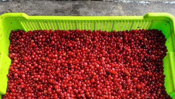 "У кого з простатою проблеми - допомагає": почім чоловік продає журавлину