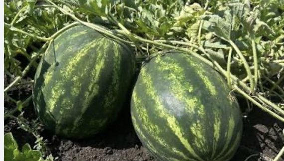 Розпродав кавуни з трьох городів, дині не достигли: залишив на полі