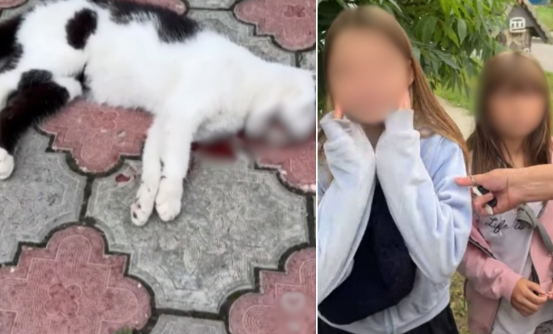 Дівчата, які скинули кота з 9 поверху, можуть бути причетні до ще одного злочину