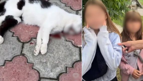 Дівчата, які скинули кота з 9 поверху, можуть бути причетні до ще одного злочину