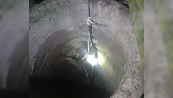 12 метрів під землею: на Чернігівщині врятували собаку з колодязя