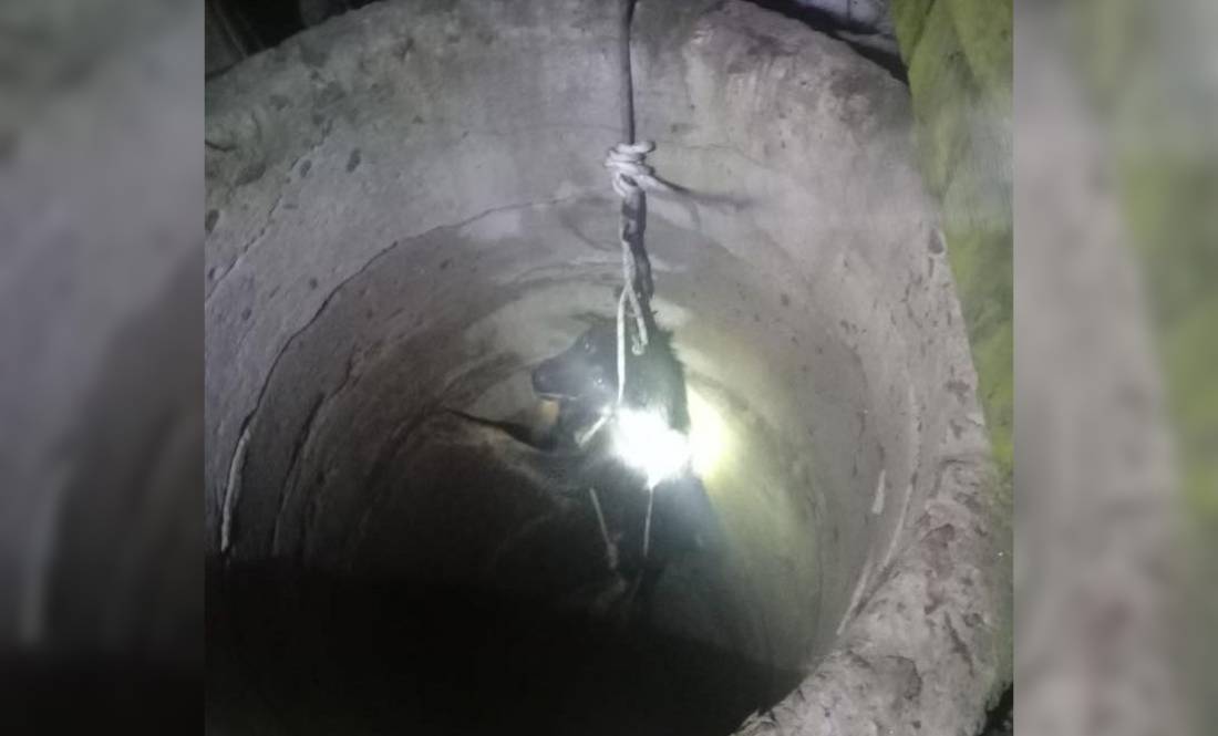 12 метрів під землею: на Чернігівщині врятували собаку з колодязя