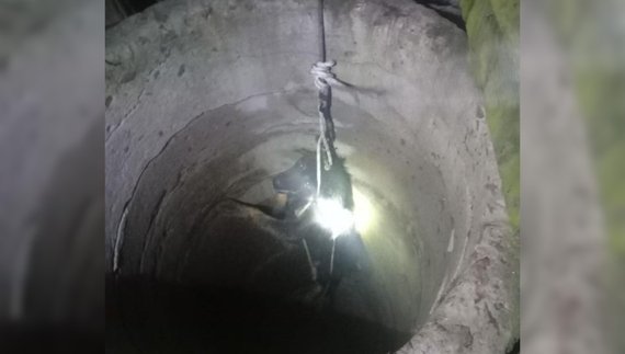 12 метрів під землею: на Чернігівщині врятували собаку з колодязя