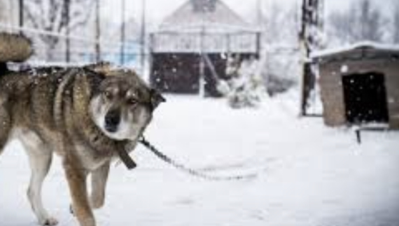 «Везуть по кілька щодня»: коти і пси також обморожуються і хворіють на застуду