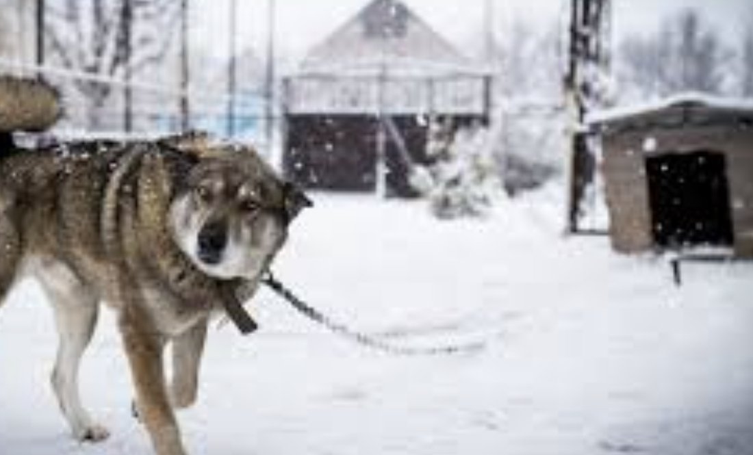"Може не пережити сильний мороз": собак на ланцюгу треба відпускати на ніч