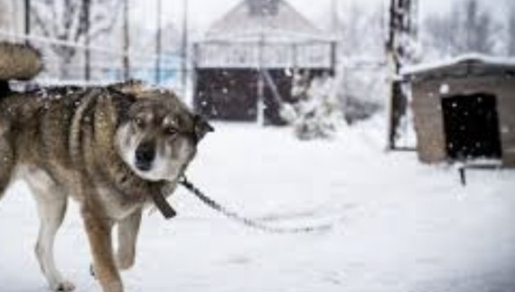 «Везуть по кілька щодня»: коти і пси також обморожуються і хворіють на застуду