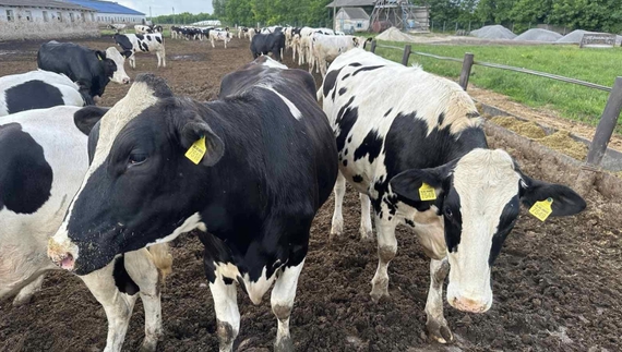 Найпродуктивніші молочні корови - на Чернігівщині. Дають молока більше, ніж європейські