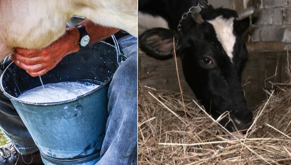 Здають молоко на заводи: «Ще такого не було, щоб взимку здешевіло»