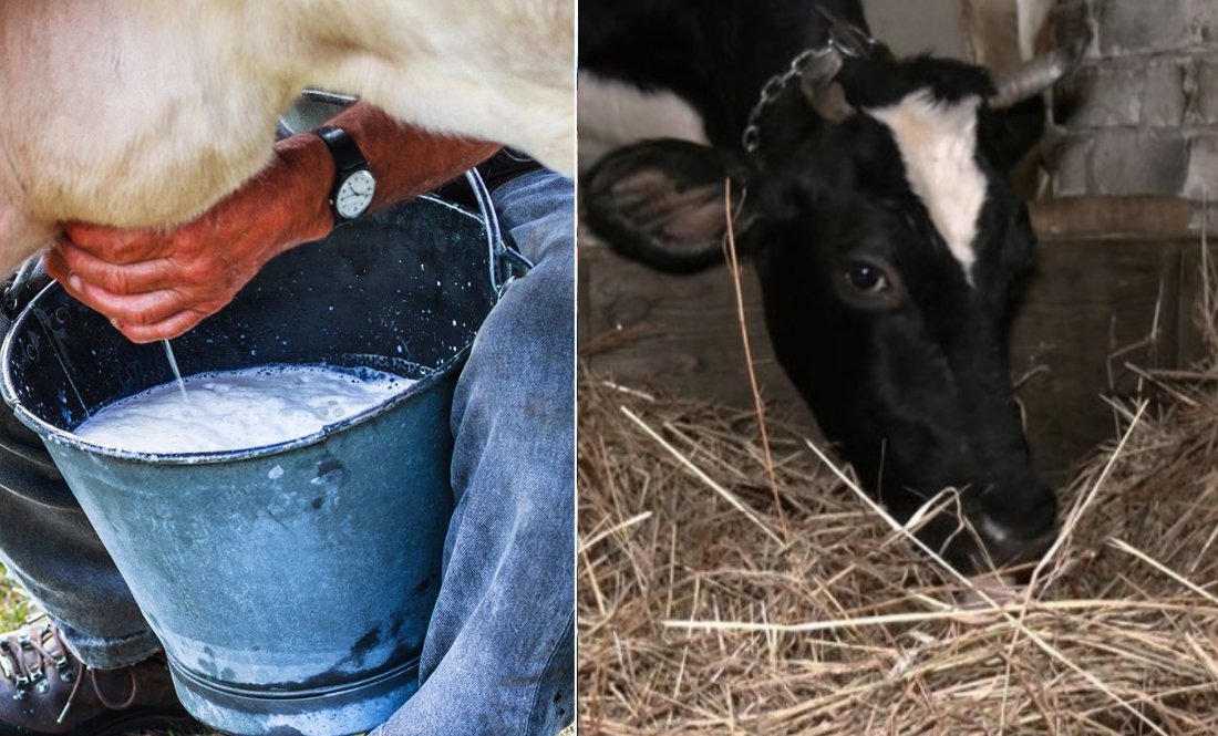 Здають молоко на заводи: «Ще такого не було, щоб взимку здешевіло»