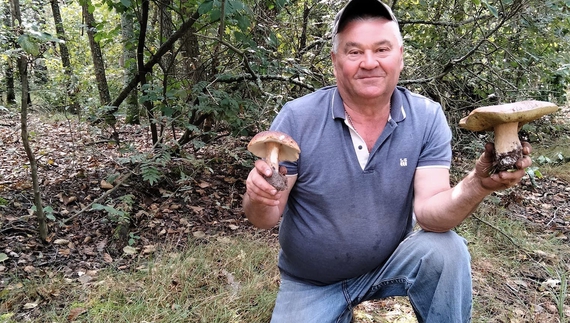 На Чернігівщині пішли гриби: однак небезпека в лісах нікуди не зникла