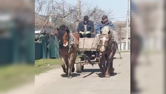 Чиж та Ельза гній вивозять у парі